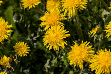 yellow blooming dandelions in the spring season