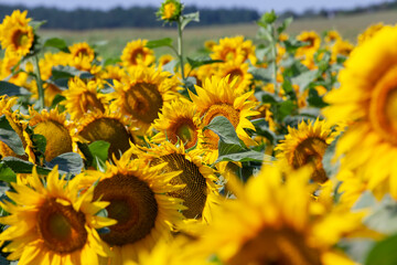 Fototapeta premium A large number of sunflowers blooming in the field in summer