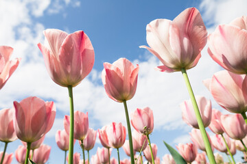 春の青空に向かって咲くピンクのチューリップ