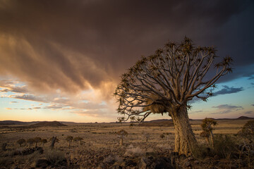 Fototapeta premium Stunning landscape image of Quiver Trees in the Kalahari in the Northern Cape of South Africa