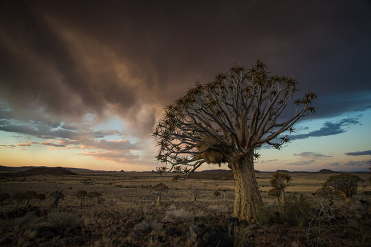 Stunning landscape image of Quiver Trees in the Kalahari in the Northern Cape of South Africa