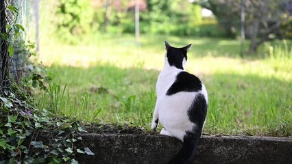 Beautiful domestic cat in garden, standing up on hind legs and looking for a threat