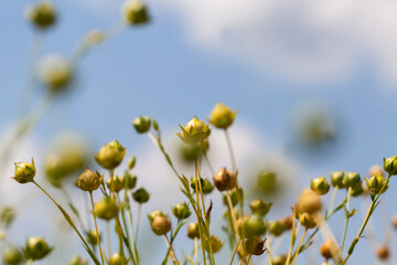 an agricultural field where flax is grown, the cultivation of flax