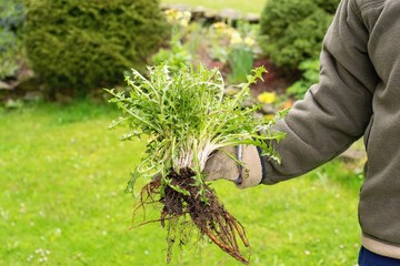 Gardener holding a weed bunch, dandelion plant with large roots system. © Tunatura