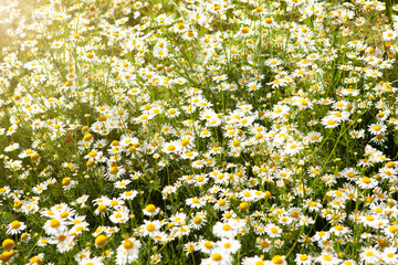 Chamomile flower field. Wild chamomile flowers growing in the meadow. Alternative medicine, chamomile officinalis. Summer flowers.