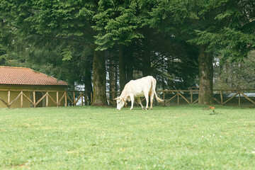 Fototapeta premium White cow grazing in green meadow near the house in fog after the rain. Cattle breeding in mountain pasture.