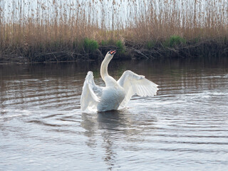 OLYMPUS DIGITAL CAMERA © Artur