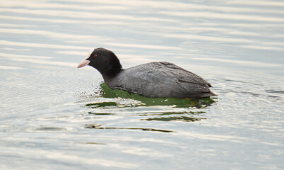 Eurasian coot on water