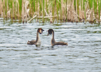 Great crested grebe pair on water