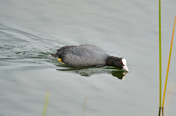 Eurasian coot on water