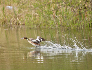 Great crested grebe on a lake