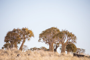 Stunning landscape image of Quiver Trees in the Kalahari in the Northern Cape of South Africa