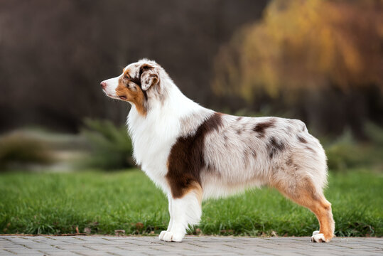 Outdoors photo of red merle australian shepherd dog standing sideways in breed stack on autumn park background