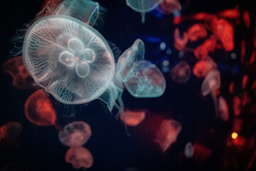 Glowing Jellyfish in underwater inside the port of Nagoya Aquarium, Japan