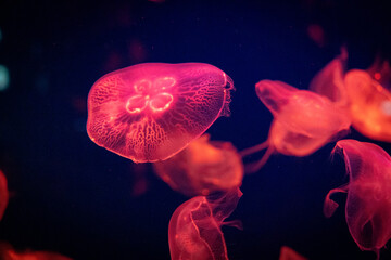 Glowing Jellyfish in underwater inside the port of Nagoya Aquarium, Japan