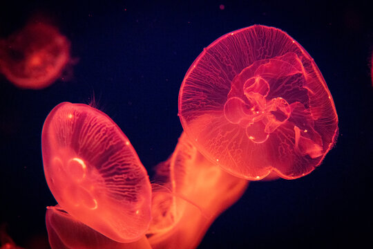 Glowing Jellyfish in underwater inside the port of Nagoya Aquarium, Japan