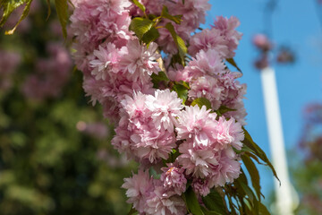 Cherry Blossom Tree in the garden in Sedbergh, Yorkshire Dales, UK.