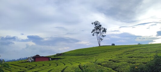 field and blue sky