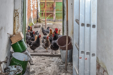 Old pots and buckets in the barn on the backdrop of hungry chickens peeking through the door from the yard. Flock of black hens with a rooster look at the camera. Rural life in Sumy region, Ukraine - Powered by Adobe