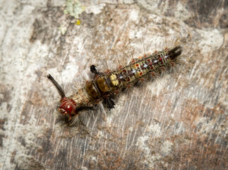 Rusty Tussock Moth Caterpillar