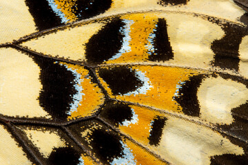 Wing Pattern of a Butterfly