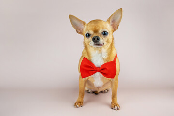 A red chihuahua dog in a stylish red bow tie on a pink background. Sale, advertising, discount, special offer, business. Copy space for text