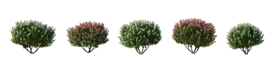 Fotobehang Set of hydrangea paniculata phantom bush shrub isolated png on a transparent background perfectly cutout  © Roman
