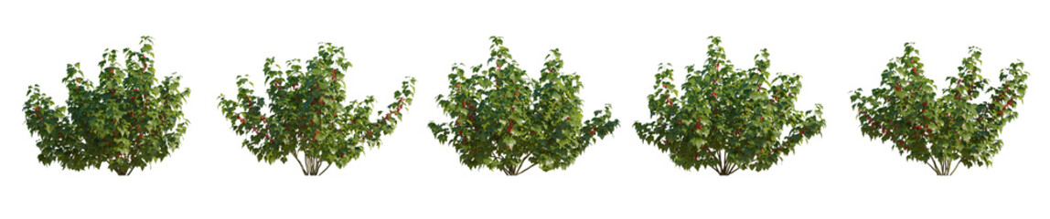 Currant red ribes rubrum bush shrub isolated png on a transparent background premium cutout © Roman