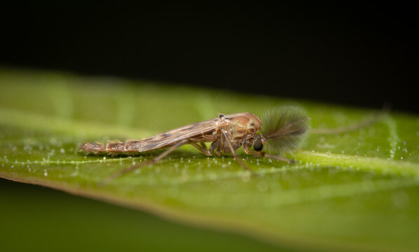 Nonbiting Midge Lake Fly