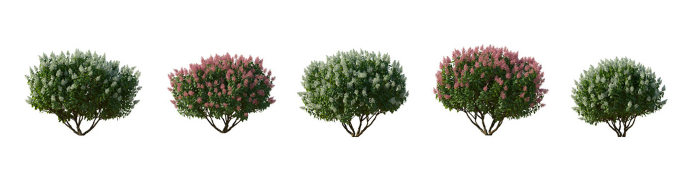 Set of hydrangea paniculata phantom bush shrub isolated png on a transparent background perfectly cutout

