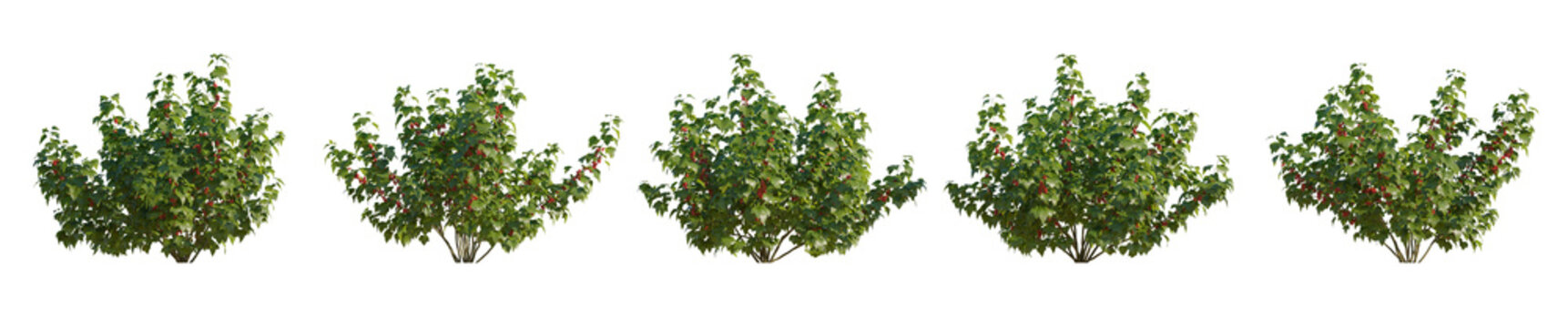 Set of currant red ribes rubrum bush shrub isolated png on a transparent background perfectly cutout

