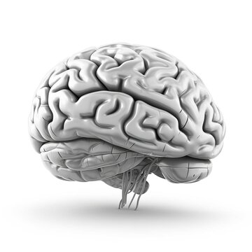human brain on white background. generative ai
