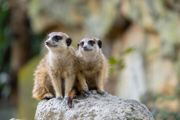 Fototapeta premium Meerkat in the zoo park