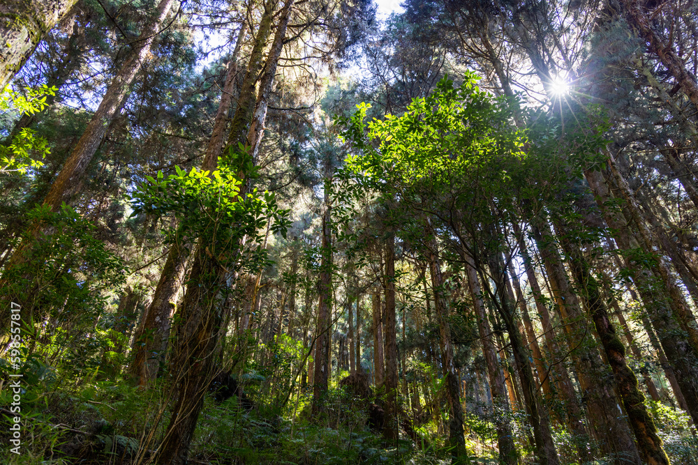 Poster sunlight flare over the forest