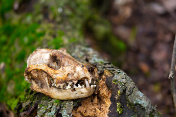 Monkey skull, monkeypox. Animal bones, skull on the ground. Death of animals, pestilence. Skull of a predatory animal with fangs.