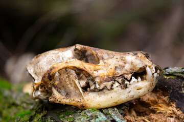 Animal bones, skull on the ground. Skull of a wolf or dog. Death of animals, pestilence. Skull of a predatory animal with fangs.