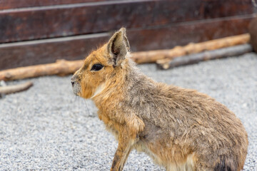 Fototapeta premium Patagonian cavy in zoo park