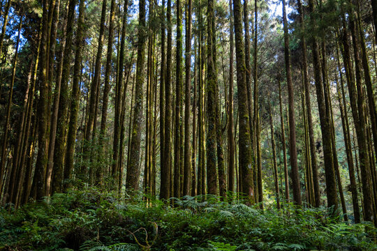 Forest landscape in alishan national forest recreation area © leungchopan