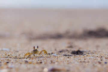 A ghost crab roamin on sand of sea beach near its burrow. 