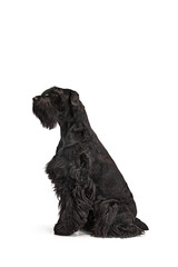 Studio image of black Riesenschnauzer dog calmly sitting with serious muzzle, attentively looking away against white background. Concept of domestic animal, pets care, animal life. Copy space for ad