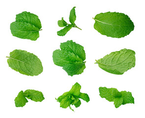 Mint Leaf Isolated, Fresh Menthol Leaves, Green Spearmint, Menthol Herb, Mint Leaf