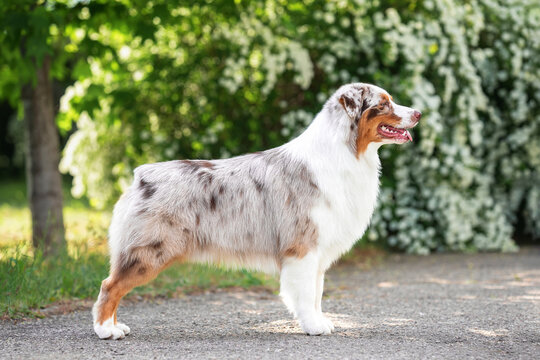 Outdoors photo of red merle australian shepherd dog standing sideways in breed stack on background of blooming white green bushes