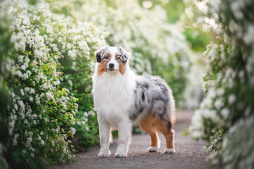 Outdoors photo of bi-eyed blue merle australian shepherd dog standing on clean asphalt path among blooming white green bushes