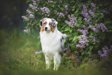 Outdoors photo of bi-eyed blue merle australian shepherd dog standing in the grass among lilac...