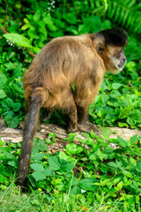 A Capuchin Monkey from Monkey World, Dorset