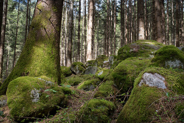 un magico bosco coperto di muschio in primavera, splendido bosco nelle dolomiti