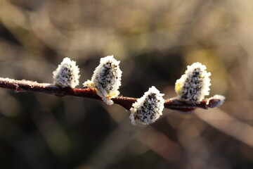 Salix caprea, frozen willow twigs with partially developed buds