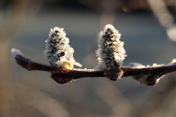 Salix caprea, frozen willow twigs with partially developed buds