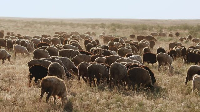 Huge flock of sheep on free grazing in the steppe. Agriculture and animal husbandry concept