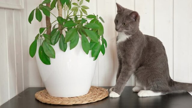 Pet and houseplant. Grey striped domestic cat sitting near the house plants. Image for veterinary clinics, sites about cats, for cat food. Kitten and home flower in a pot. Animals and home flowers